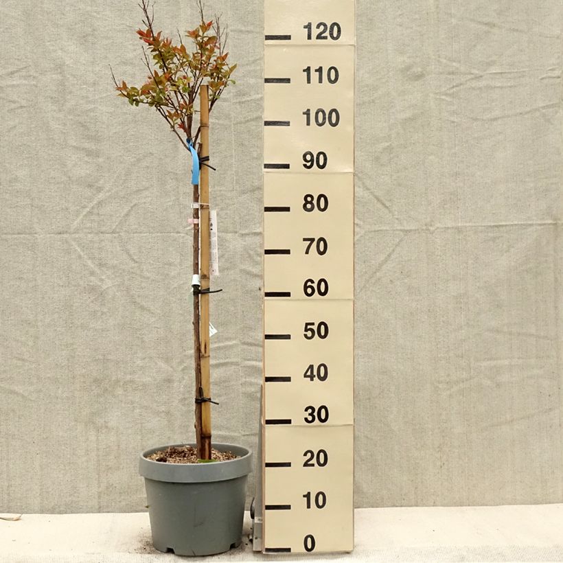 Lagerstroemia Eveline - Mirto crespo Vaso da 7,5L/10L esemplare consegnato in primavera