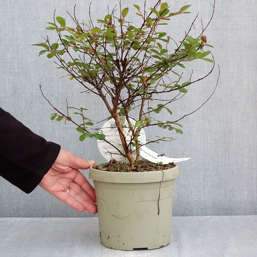 Esemplare di Lagerstroemia indica Gourmet Choco Pink - Mirto crespo Vaso da 4L/5L come consegnato in autunno