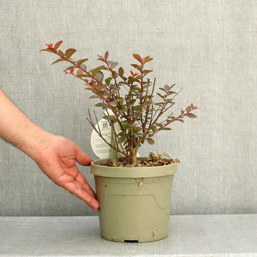 Lagerstroemia indica Gourmet Choco Pink - Mirto crespo Vaso da 4L/5L esemplare consegnato in primavera