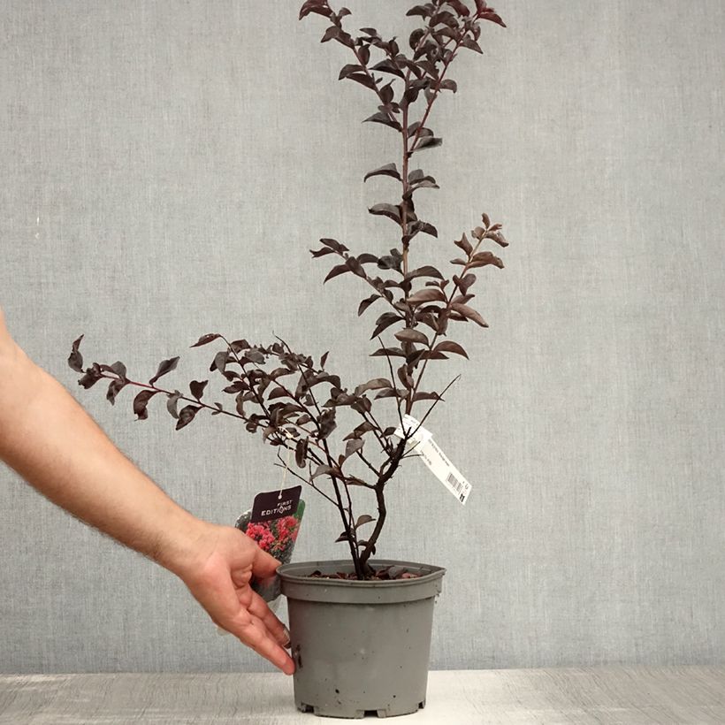 Esemplare di Lagerstroemia Midnight Magic - Mirto crespo Vaso da 3L/4L consegnato in estate