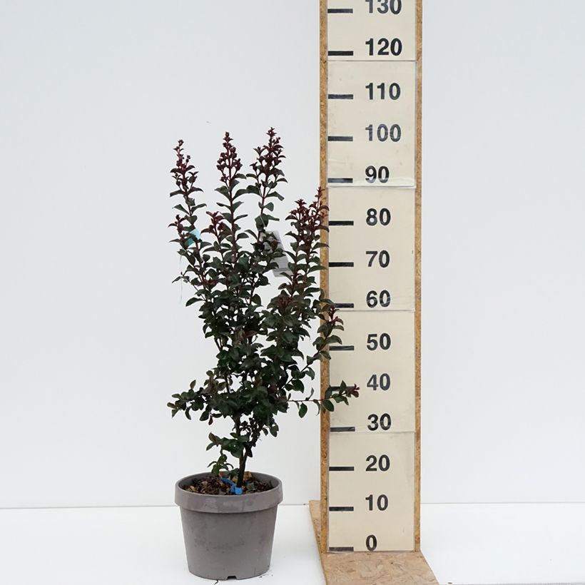 Esemplare di Lagerstroemia Rhapsody In Blue - Mirto crespo Vaso da 7,5L/10L, A cespuglio consegnato in estate