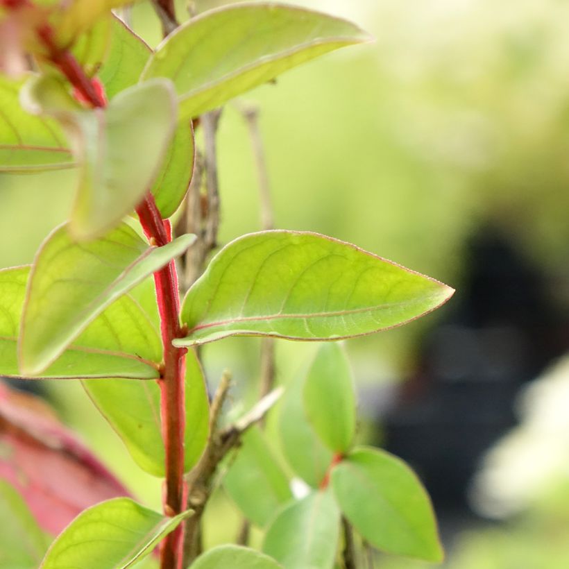 Lagerstroemia With Love Babe - Mirto crespo (Fogliame)