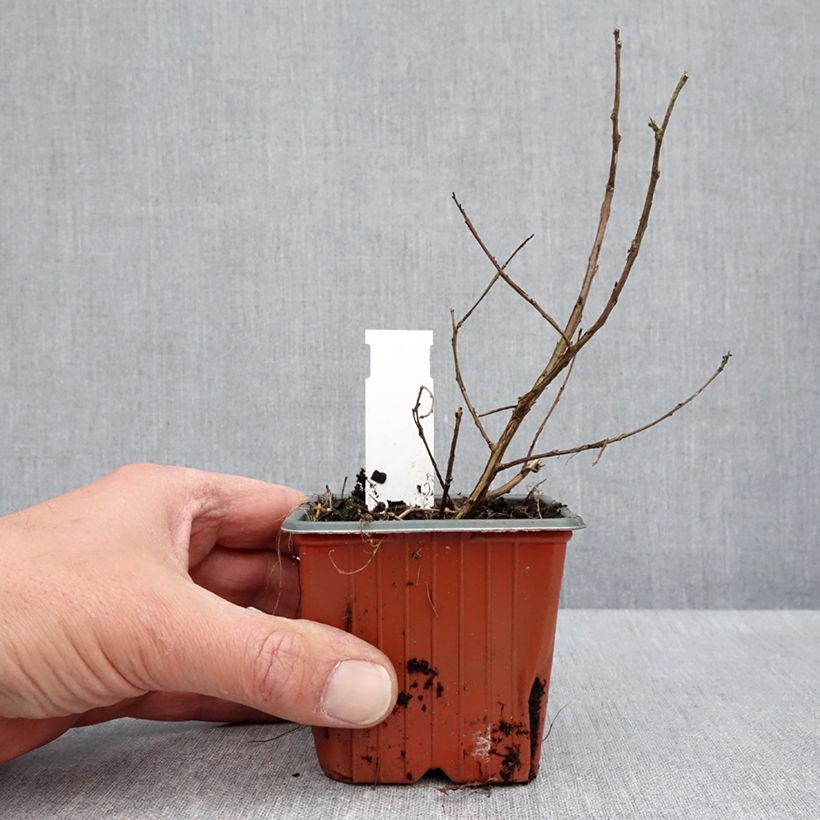 Lagerstroemia With Love Babe - Mirto crespo Vasetto da 8/9 cm esemplare consegnato in primavera