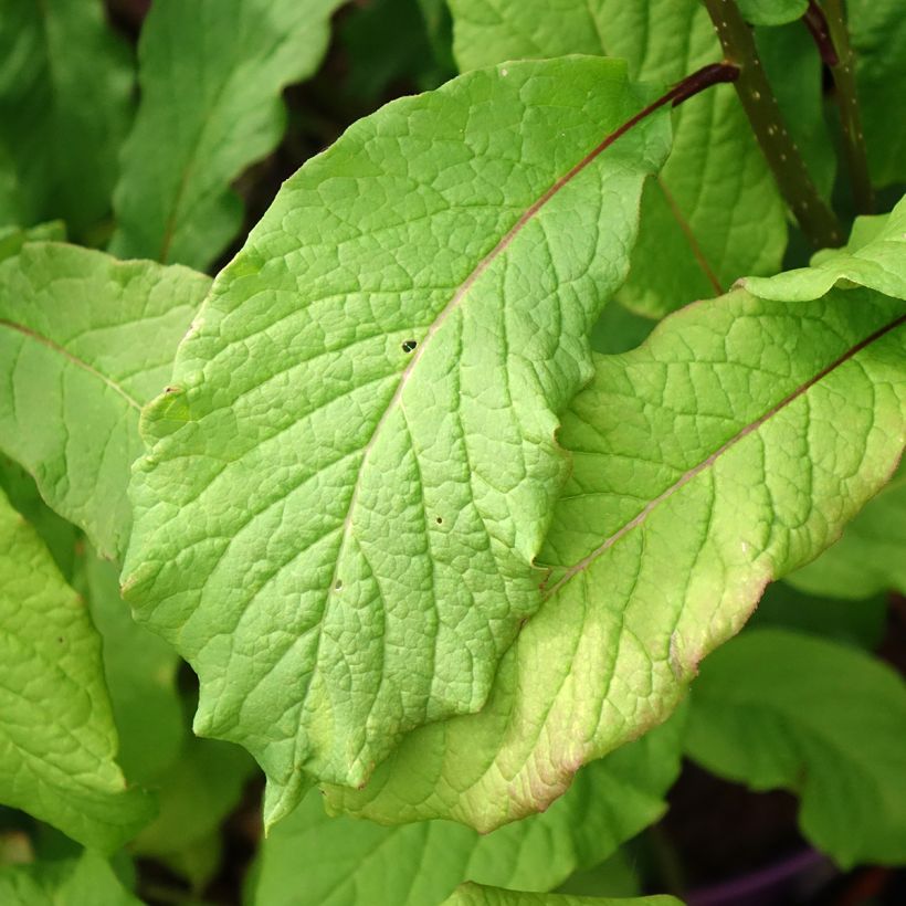 Syringa Pinktini - Lillà (Fogliame)