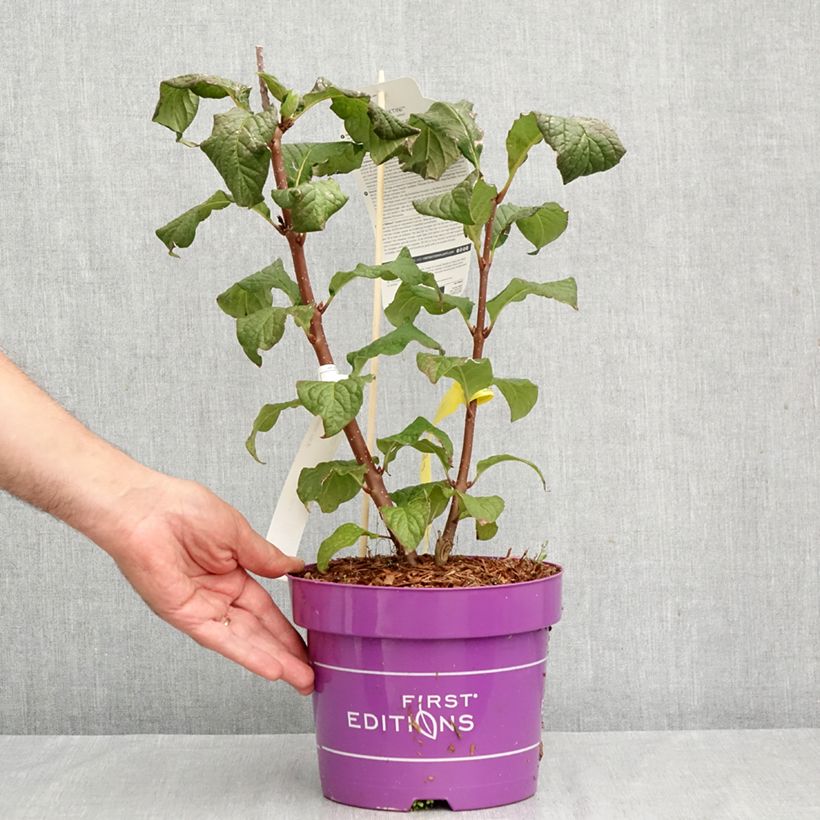 Esemplare di Syringa Pinktini - Lillà Vaso da 3L/4L come consegnato in autunno