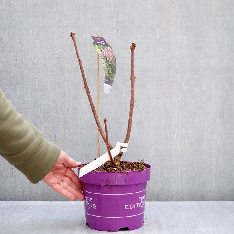 Syringa Pinktini - Lillà Vaso da 3L/4L esemplare consegnato in inverno