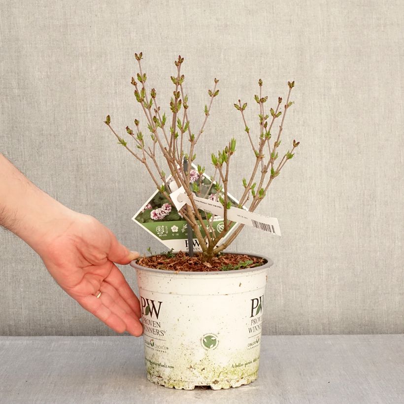 Example of Syringa Baby Kim - Lillà nano Vaso da 3L/4L as you get in hiver