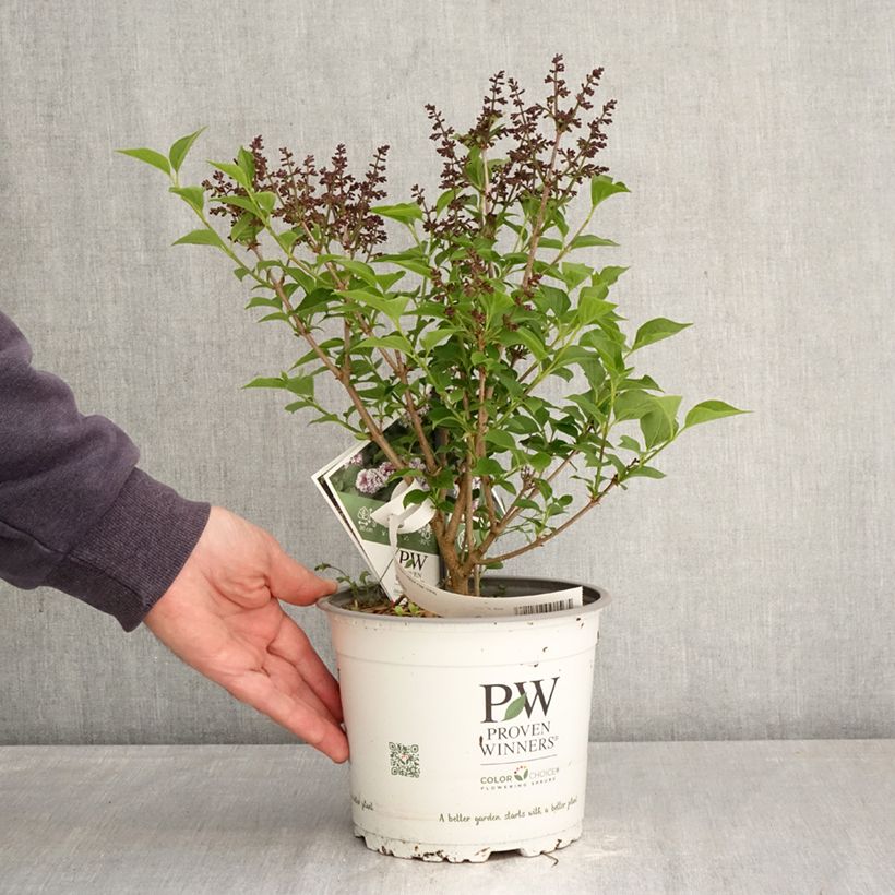 Syringa Baby Kim - Lillà nano Vaso da 3L/4L esemplare consegnato in primavera