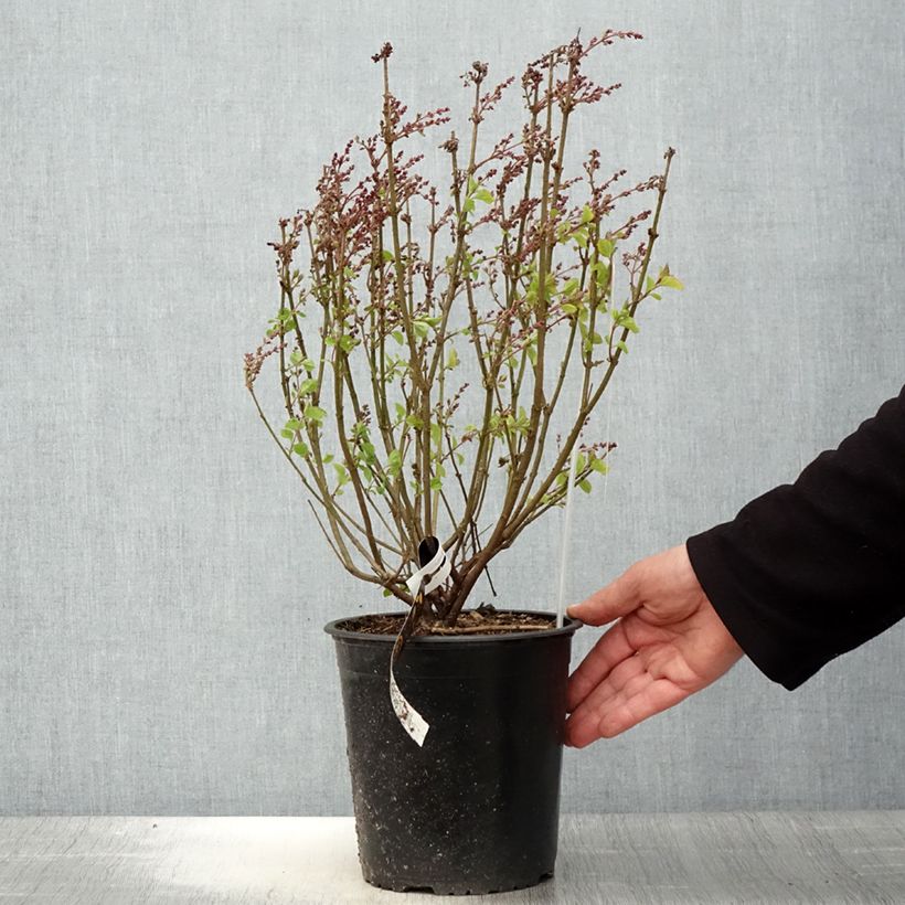 Syringa meyeri Flowerfesta Pink - Lillà nano Vaso da 3L/4L esemplare consegnato in primavera