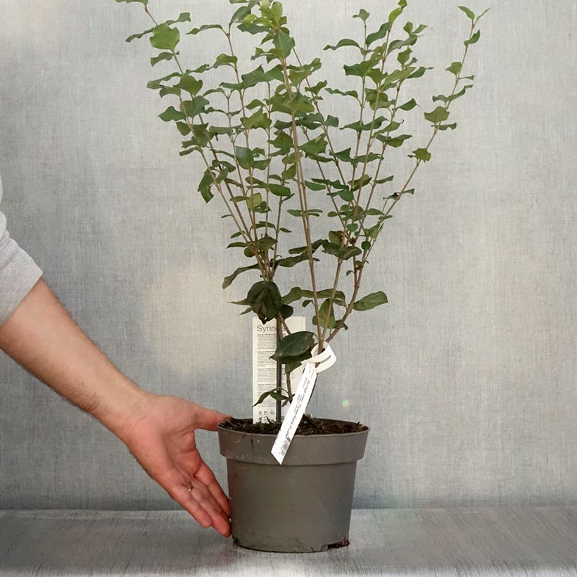 Esemplare di Lilas nain - Syringa meyeri Flowerfesta Purple Pot de 3L/4L come consegnato in autunno