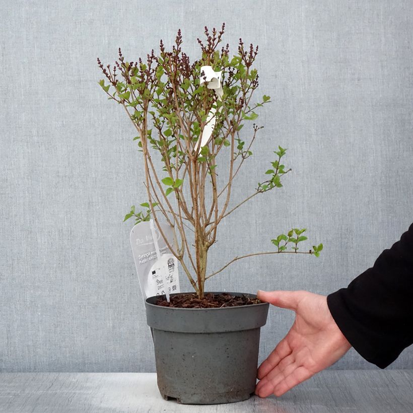 Syringa meyeri Flowerfesta Purple - Lillà nano Vaso da 3L/4L esemplare consegnato in primavera