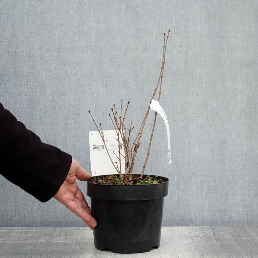 Esemplare di Syringa meyeri Flowerfesta White - Lillà nano Vaso da 3L/4L come consegnato in autunno