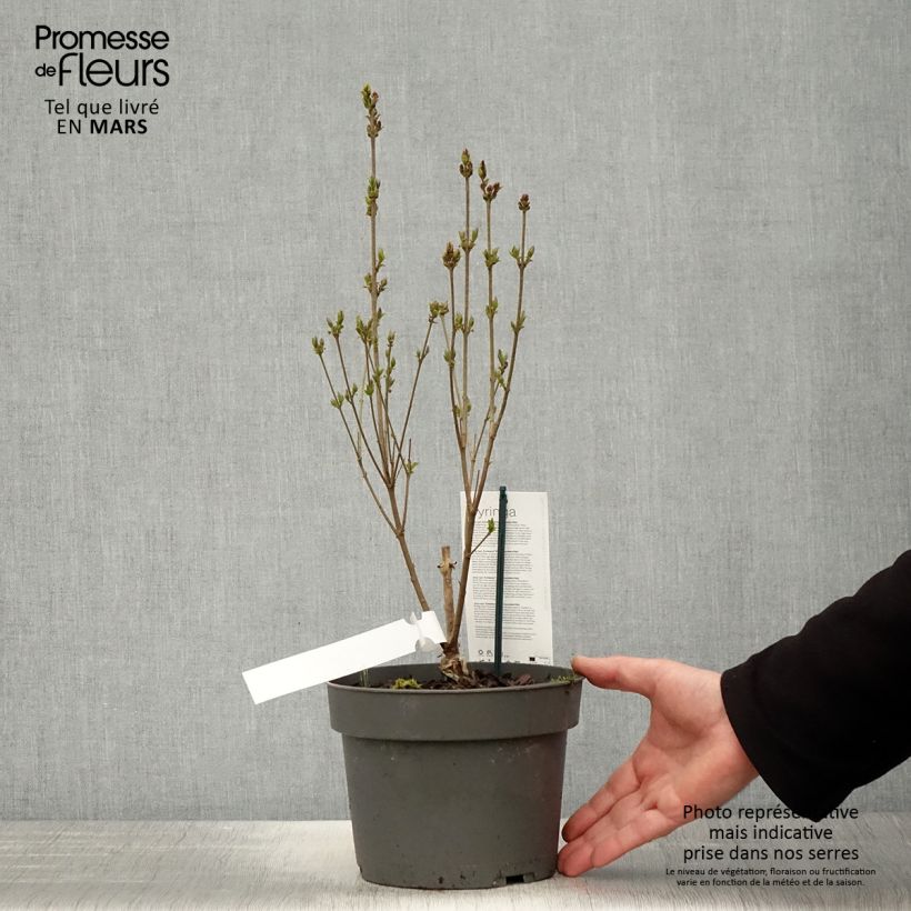 Example of Syringa meyeri Flowerfesta White - Lillà nano Vaso da 3L/4L as you get in printemps