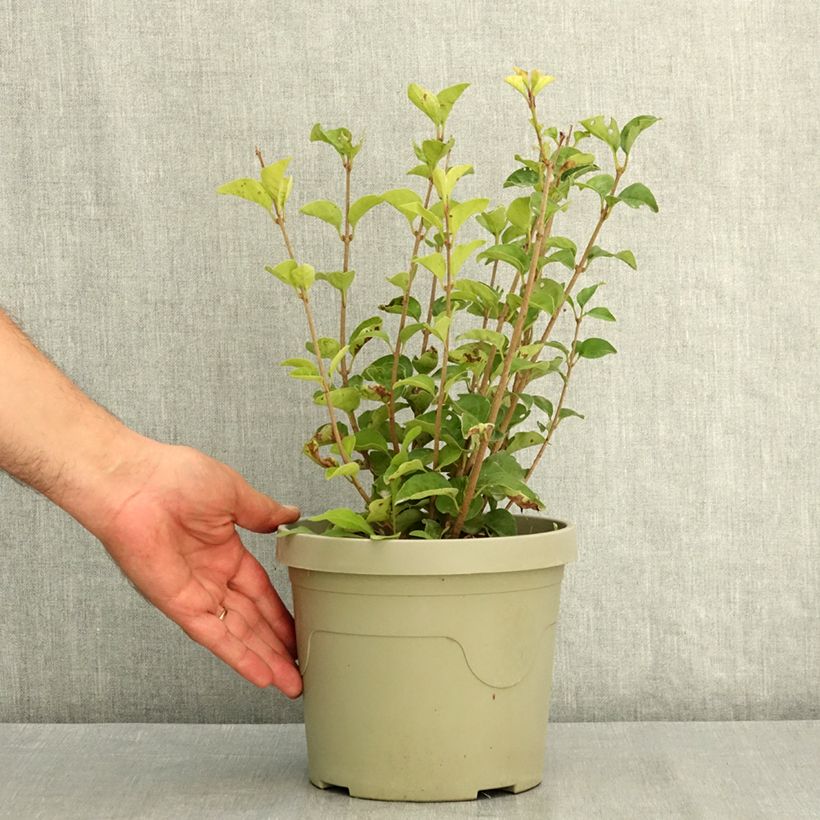 Esemplare di Syringa meyeri Little Rosie - Lillà nano Vaso da 3L/4L consegnato in estate