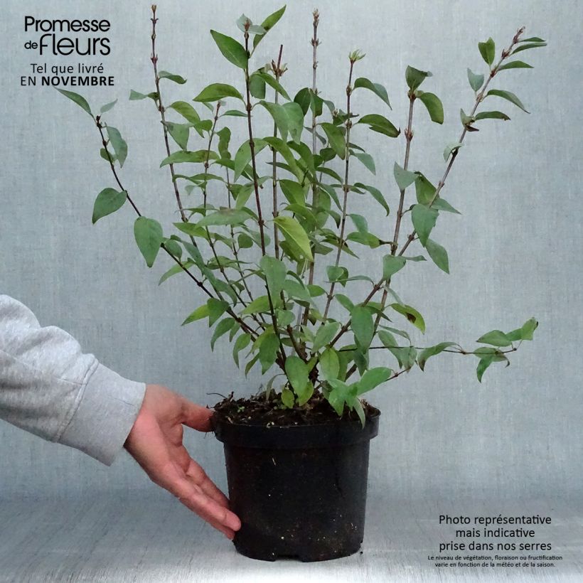 Esemplare di Lilas - Syringa chinensis Saugeana Pot de 2L/3L come consegnato in autunno