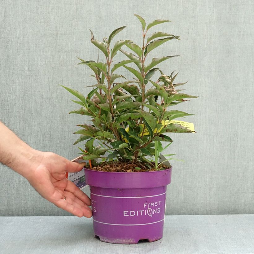 Esemplare di Syringa Little Lady - Lillà Vaso da 3L/4L consegnato in estate