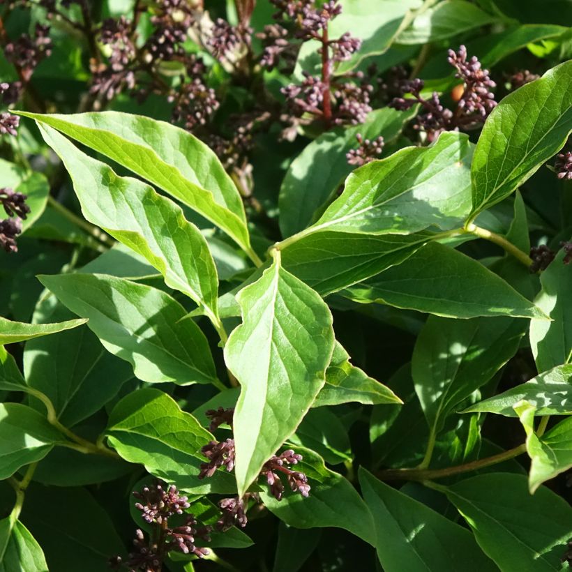 Syringa Little Lady - Lillà (Fogliame)