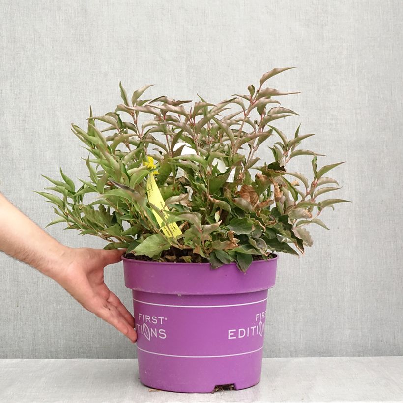 Esemplare di Syringa Little Lady - Lillà Vaso da 7,5L/10L come consegnato in autunno