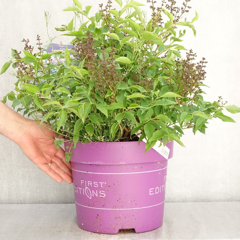 Syringa Little Lady - Lillà Vaso da 7,5L/10L esemplare consegnato in primavera