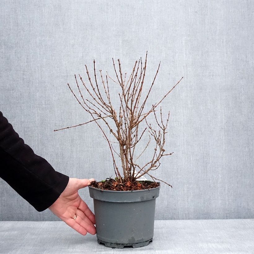 Lilas - Syringa protolaciniata Kabul Pot de 3L/4L esemplare consegnato in inverno