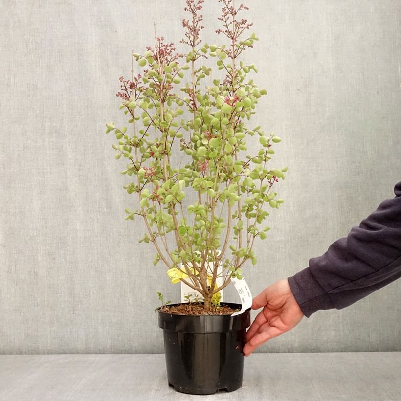 Syringa Tinkerbelle - Lillà Vaso da 2L/3L esemplare consegnato in primavera