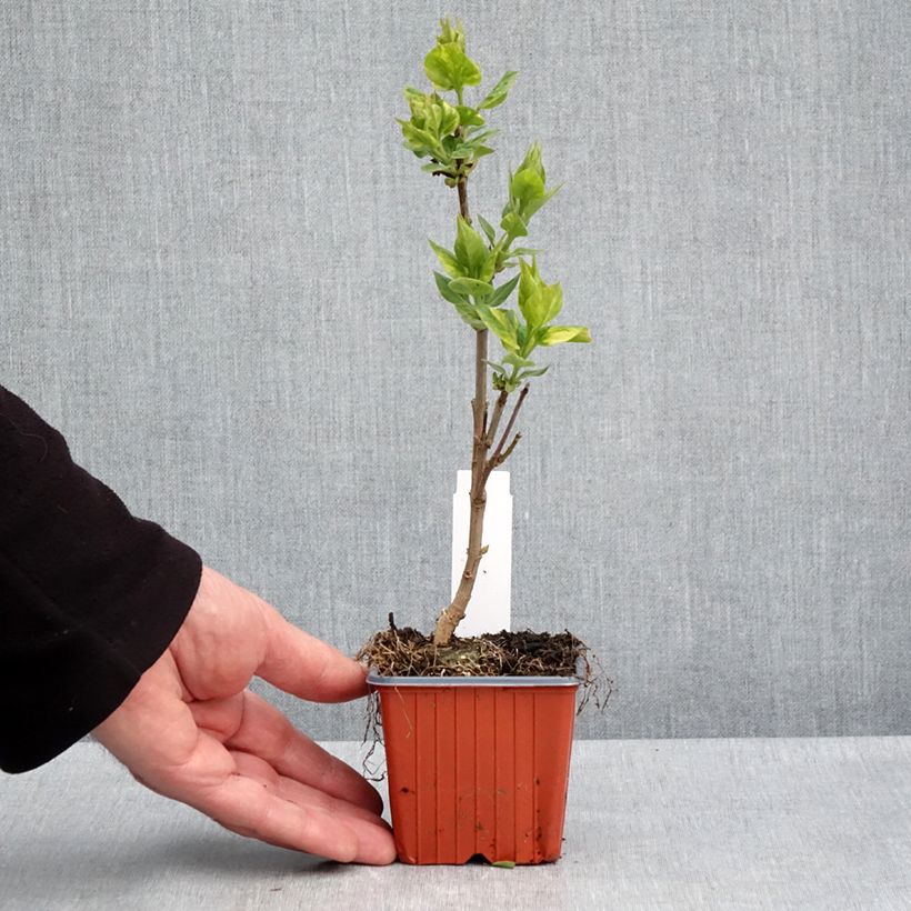 Example of Lillà comune Aucubaefolia Vasetto da 8/9 cm as you get in printemps