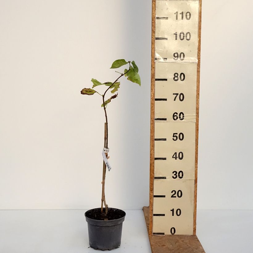 Example of Lillà comune Aucubaefolia Vaso da 4L/5L as you get in automne