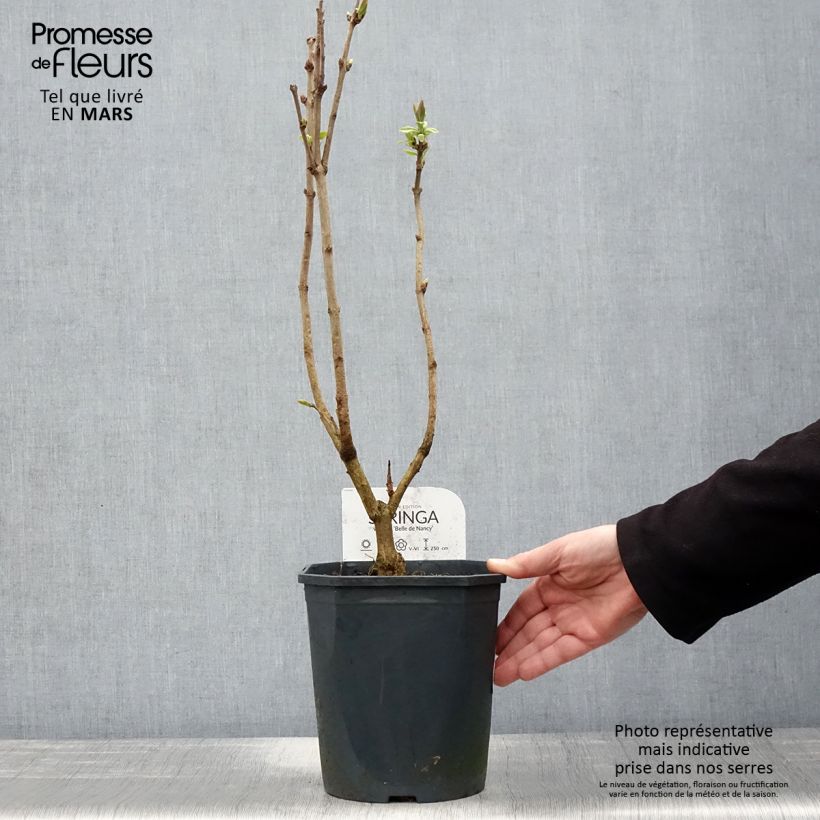 Example of Lillà comune Belle de Nancy Vaso da 3L/4L as you get in printemps