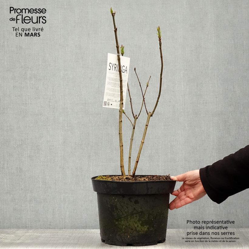 Example of Lillà comune Charles Joly Vaso da 7,5L/10L as you get in printemps