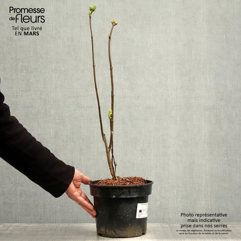 Example of Lillà comune Charles Joly Vaso da 2L/3L as you get in printemps