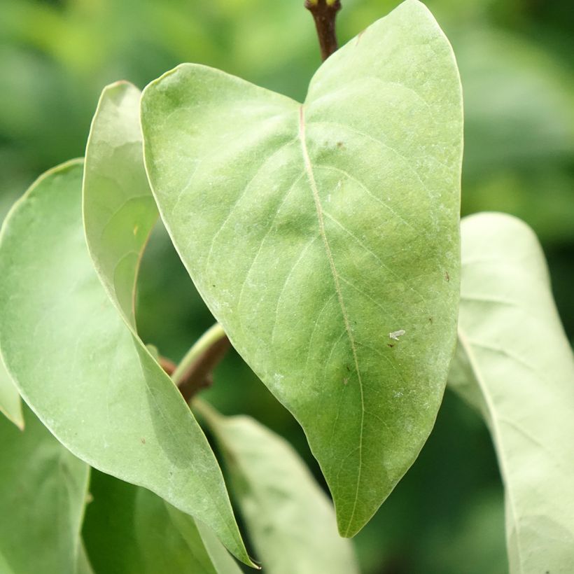 Lillà comune Katherine Havemeyer (Fogliame)