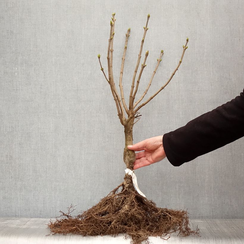 Lillà comune Madame Lemoine Piante piccole a radice nuda, A cespuglio esemplare consegnato in inverno