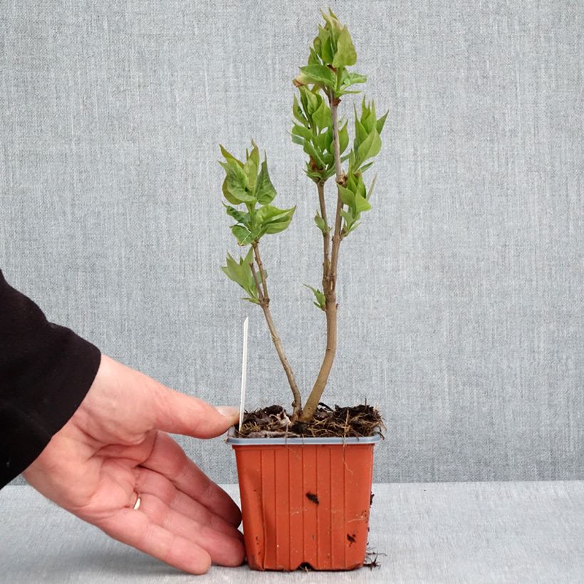 Example of Lillà comune Nadezhda Vasetto da 8/9 cm as you get in printemps