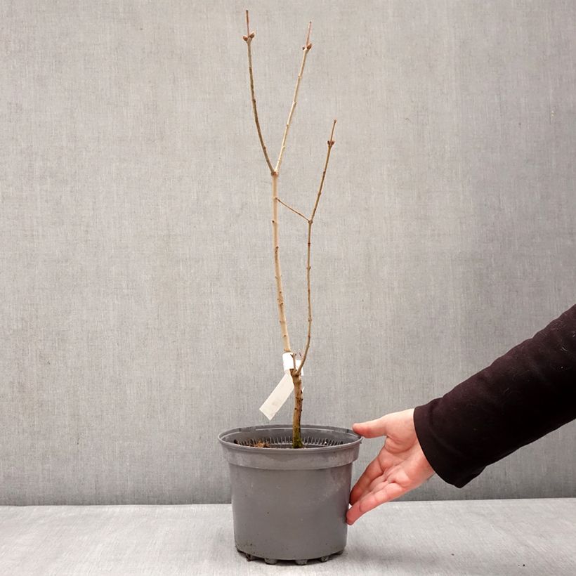 Example of Lillà comune Nadezhda Vaso da 4L/5L as you get in hiver