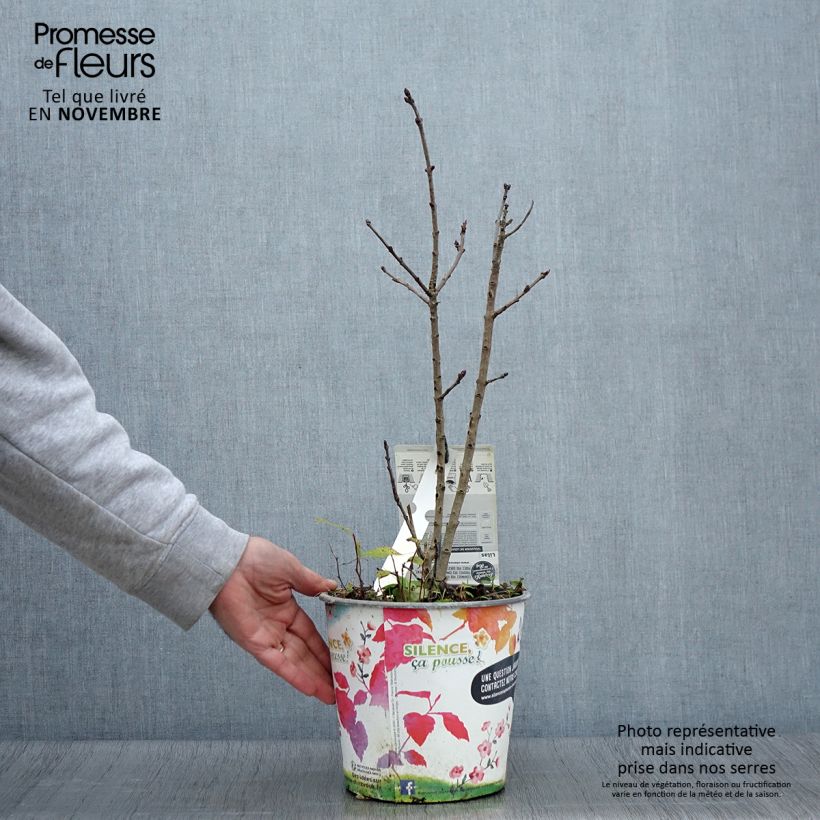 Esemplare di Lillà comune Souvenir de Louis Spaeth Vaso da 2L/3L, A cespuglio come consegnato in autunno