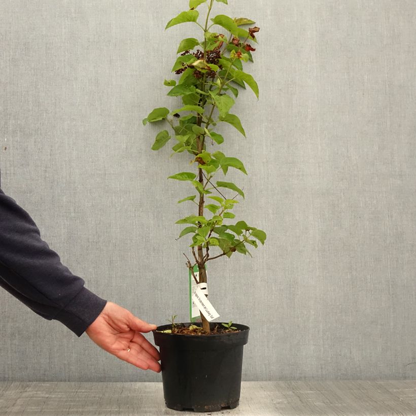 Example of Lillà comune Souvenir de Louis Spaeth Vaso da 2L/3L, A cespuglio as you get in printemps