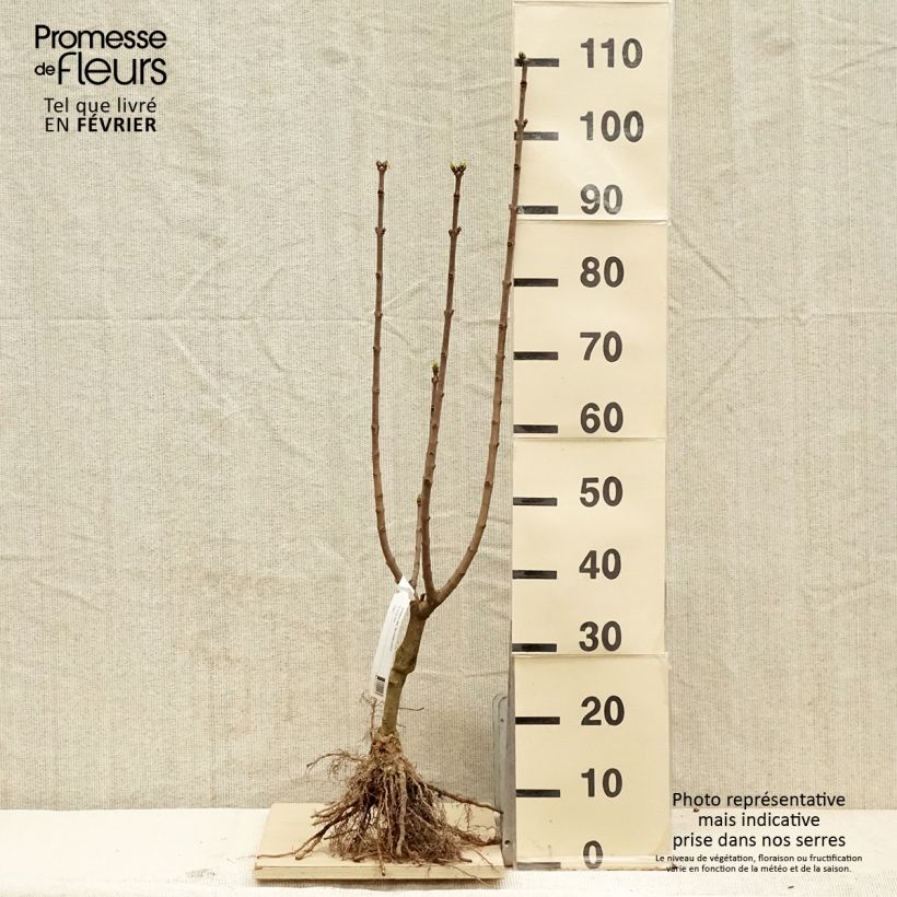Example of Lillà comune Souvenir de Louis Spaeth Piante piccole a radice nuda, A cespuglio as you get in hiver