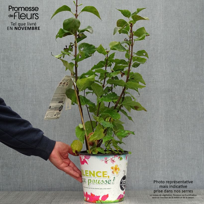 Esemplare di Lillà comune Zhemchuzhina Vaso da 4L/5L, A cespuglio come consegnato in autunno
