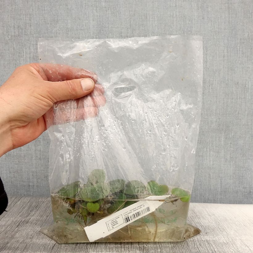 Limnobium laevigatum Piante piccole a radice nuda esemplare consegnato in primavera