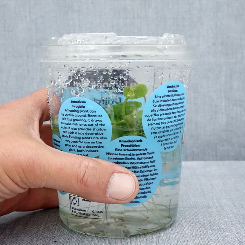 Esemplare di Limnobium spongia Confezione consegnato in estate