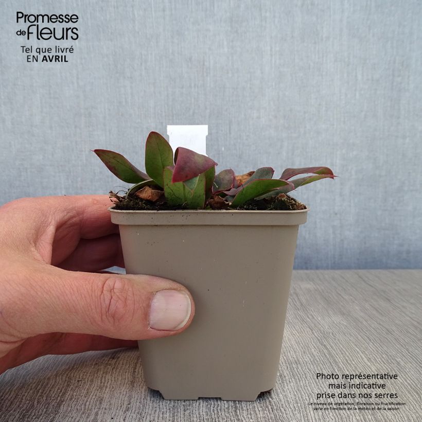 Limonium gmelinii Dazzle Rocks Vasetto da 8/9 cm esemplare consegnato in primavera