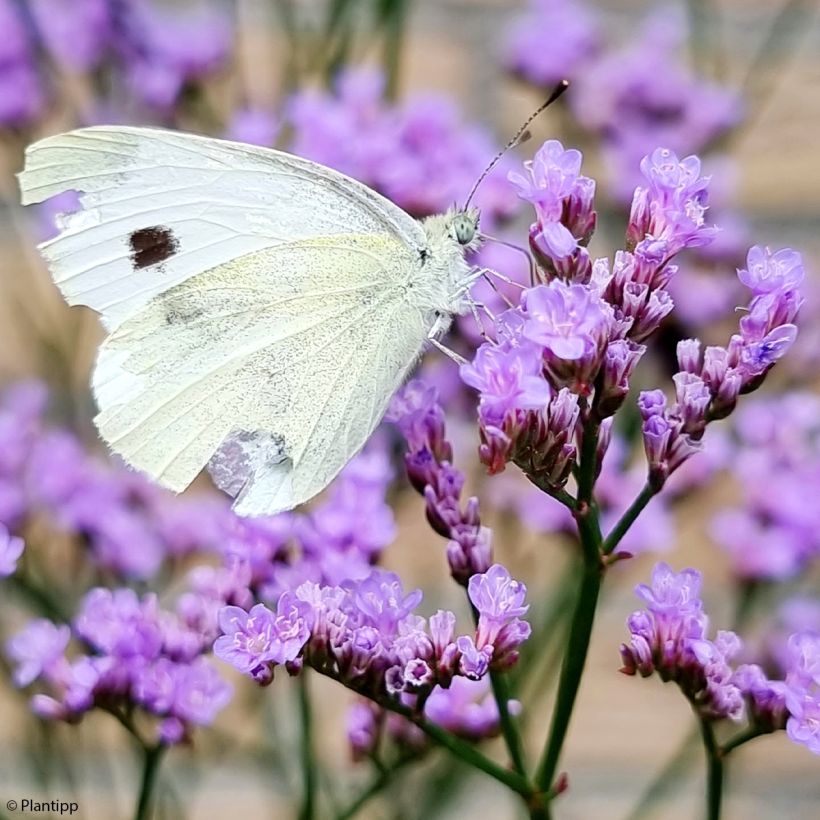 Limonium gmelinii Dazzle Rocks (Fioritura)