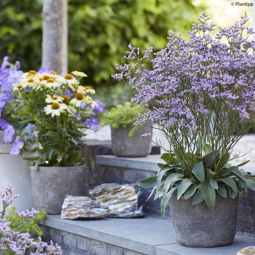 Limonium gmelinii Dazzle Rocks (Porto)