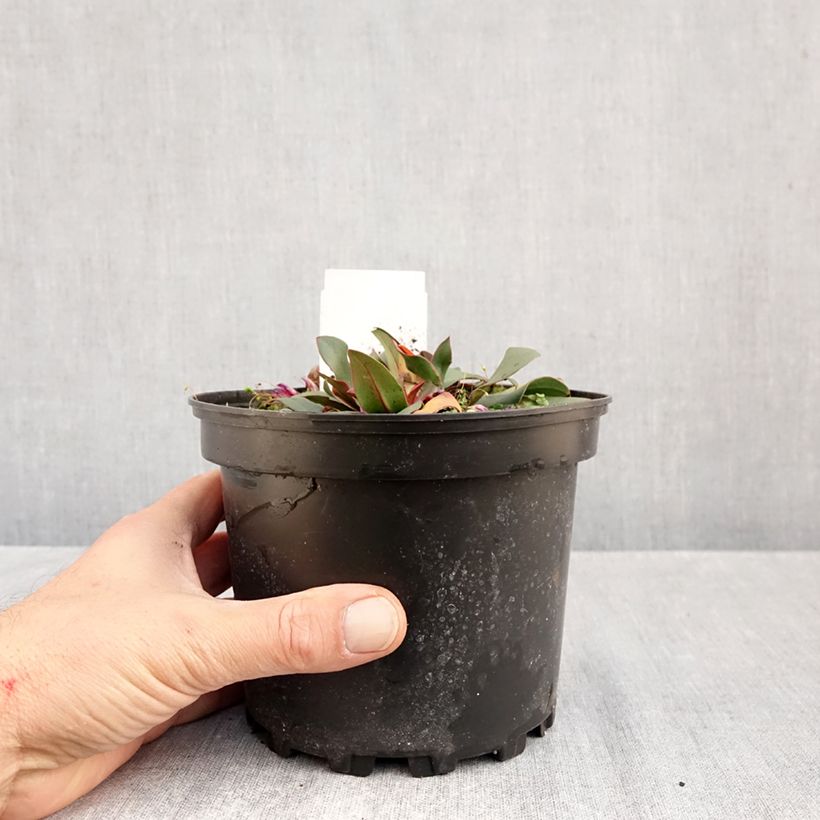 Esemplare di Limonium gmelinii Dazzle Rocks Vaso da 2L/3L come consegnato in autunno