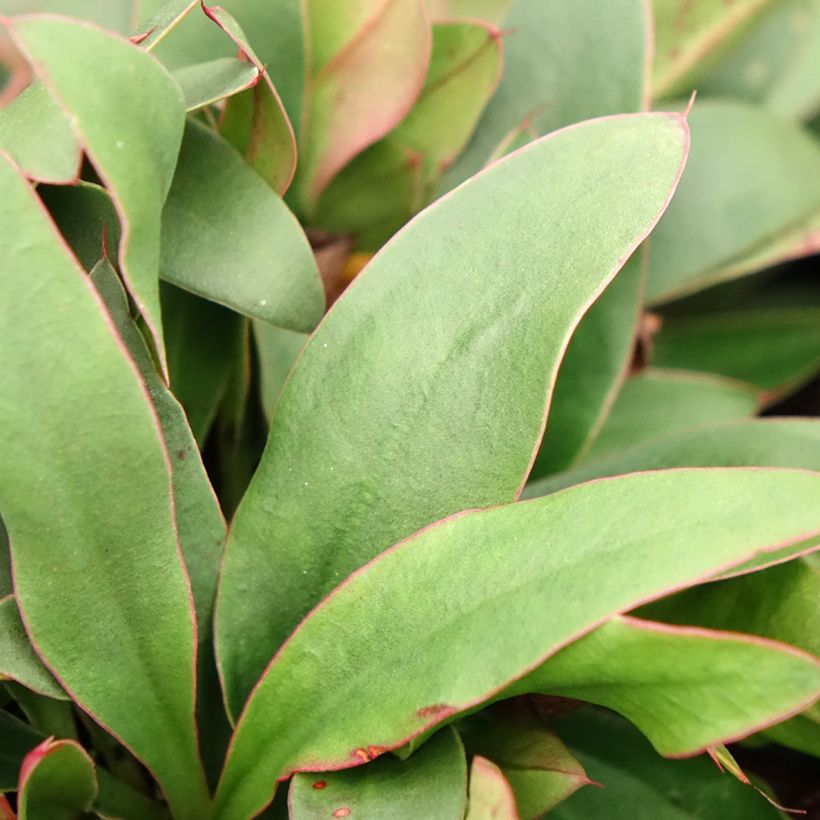 Limonium gmelinii Dazzle Rocks (Fogliame)