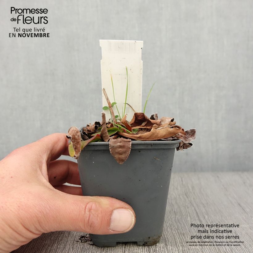 Esemplare di Limonium gmelinii ssp hungaricum Vasetto da 8/9 cm come consegnato in autunno
