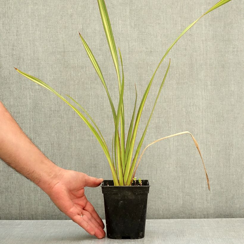 Esemplare di Phormium Apricot Queen - Lino della Nuova Zelanda Vaso da 1,5L/2L consegnato in estate