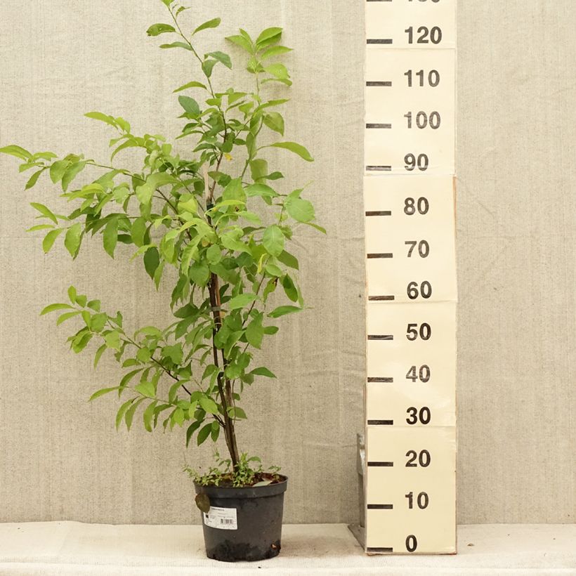 Esemplare di Lindera benzoin - Benzoino Vaso da 4L/5L consegnato in estate
