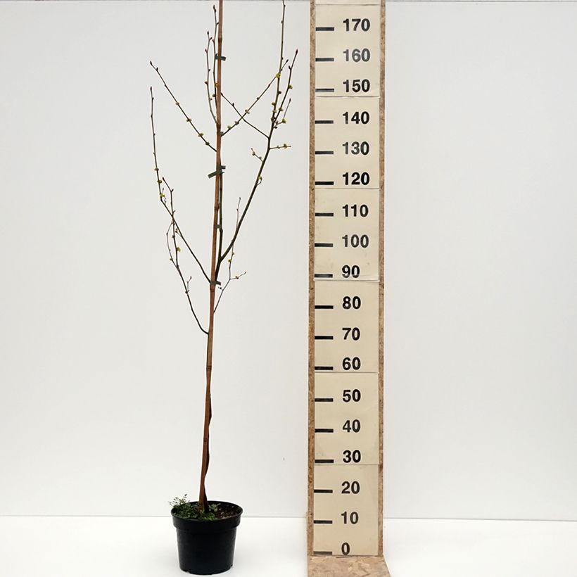 Lindera obtusiloba Pot de 4L/5L esemplare consegnato in inverno