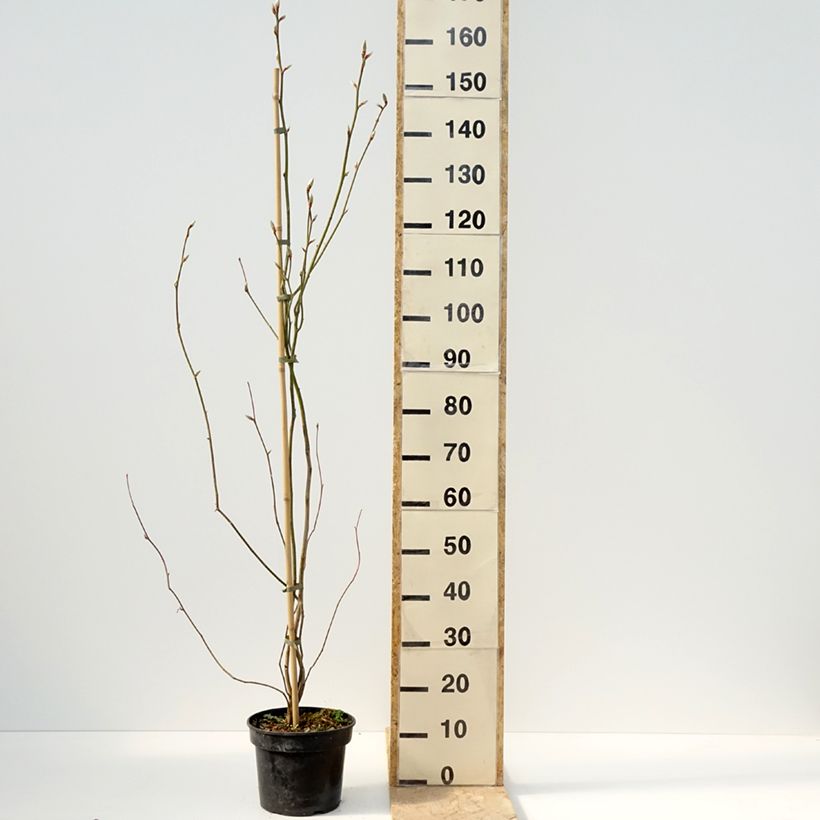 Lindera obtusiloba Vaso da 4L/5L esemplare consegnato in primavera